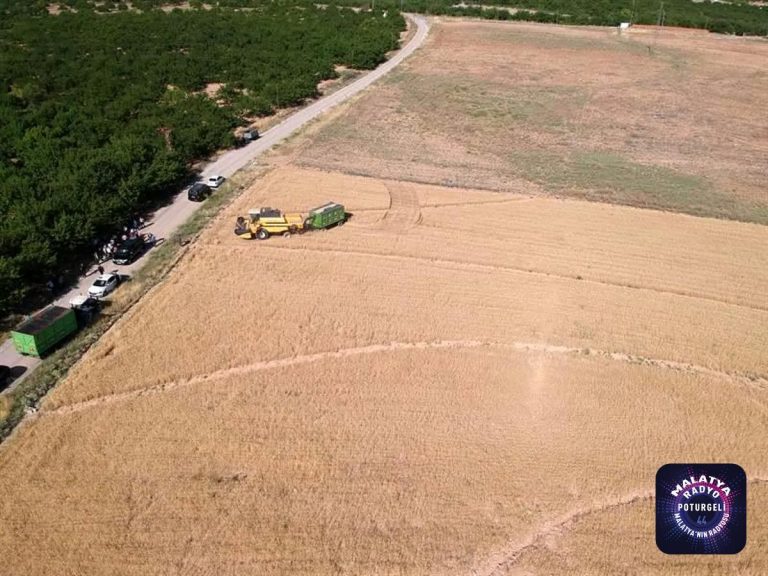 Malatya’da ekilen yeni buğday türünden yüksek verim alındı