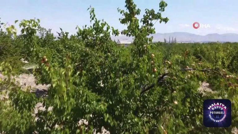 Malatya’da kayısı hasadı başladı