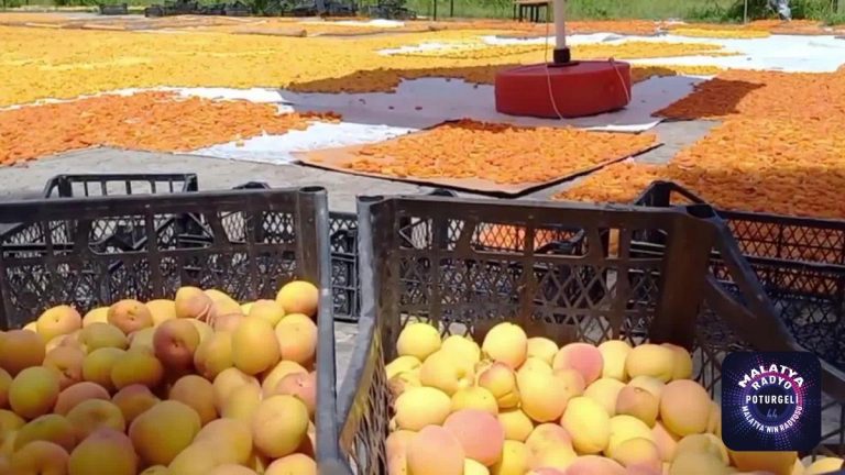 Son dakika! Iğdır’da Kadınlar Meyve Kurusu ve Reçel Yaparak Ekonomiye Kazandırıyor