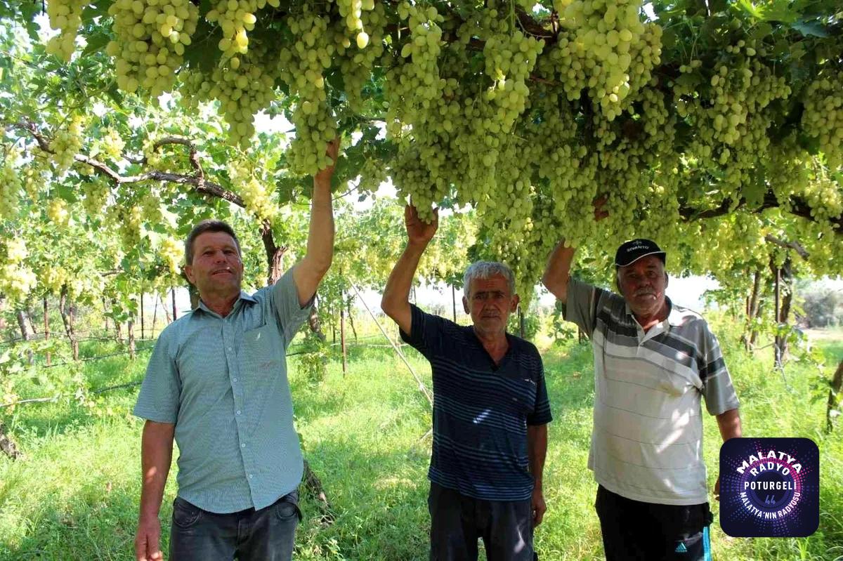 Üzüm üreticilerinde Ortadoğu pazarı sevinci