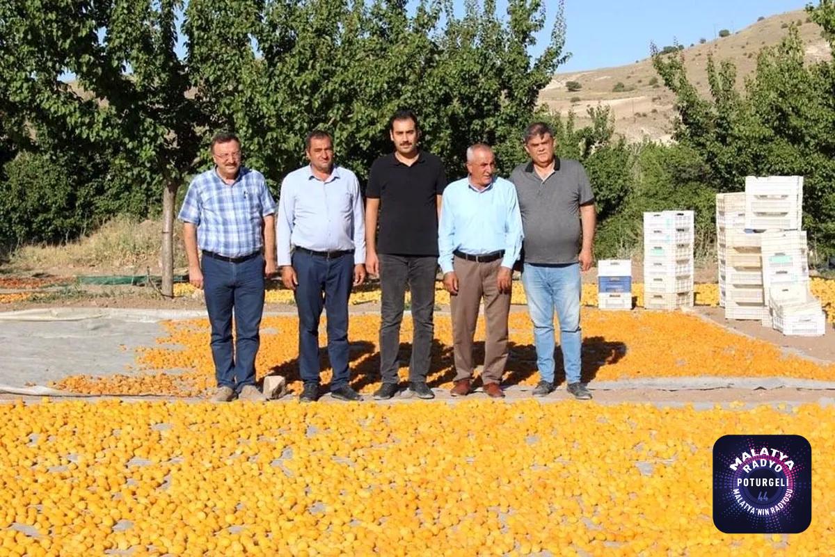 Malatya haber… Malatya’da kayısı hasat sezonu hızla devam ediyor