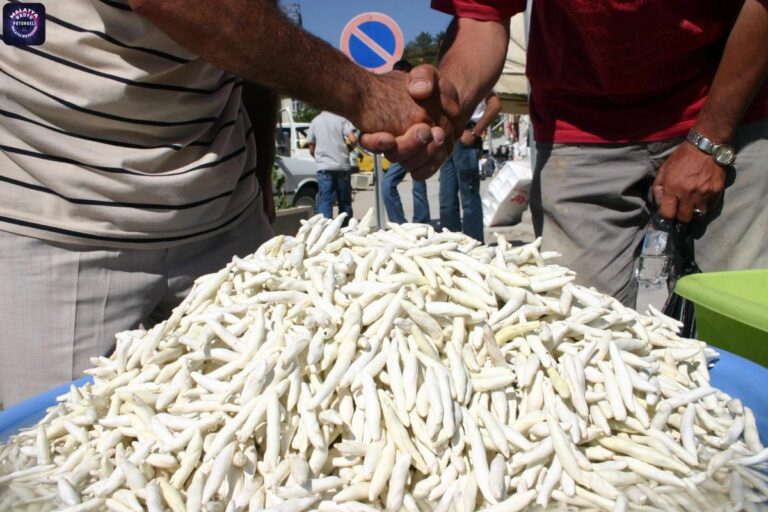 Malatya haberi! Malatya’da “kenger sakızı” için coğrafi işaret belgesi başvurusu yapıldı