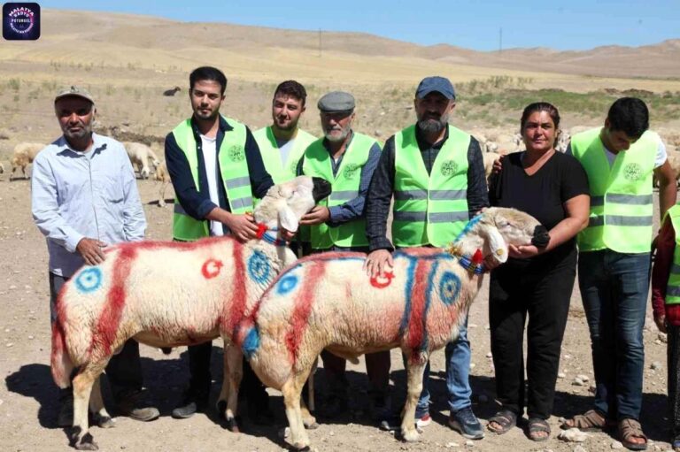 Malatya haberi | Malatya’da koç katım şenliği düzenlendi