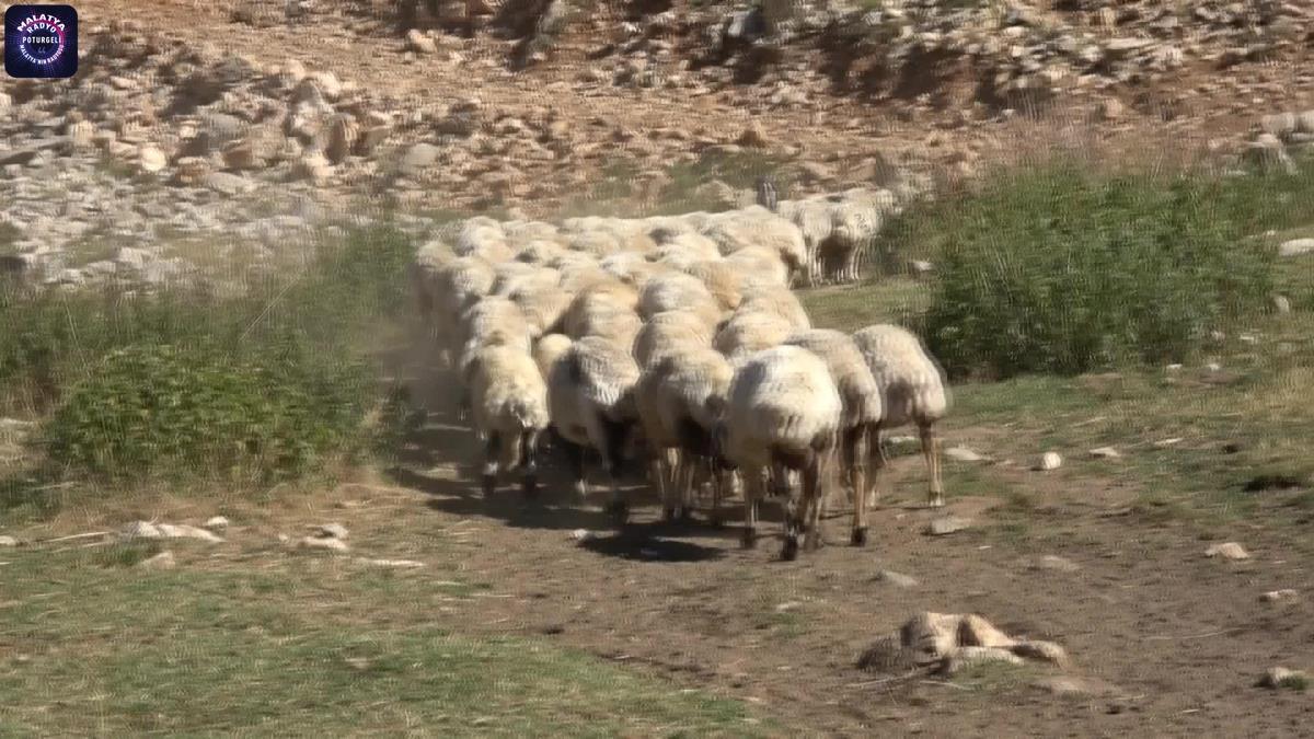 Malatya haberi… Malatya Koyun Keçi Yetiştiricileri Birliği Başkanı: “Çoban Bulmakta Zorlanıyoruz”