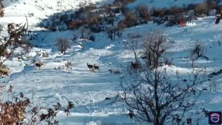 Deprem yaban keçilerini de ürküttü