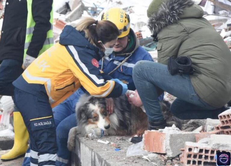 Fransız ekibin çalışmalarda yaralanan köpeği ‘Leader’a sağlıkçı şefkati