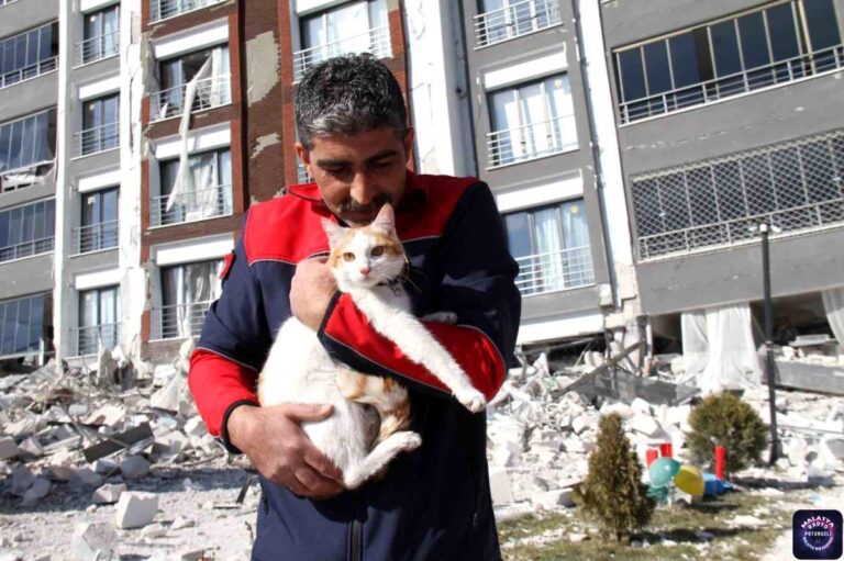 Malatya’da ağır hasarlı binada mahsur kalan kedi kurtarıldı