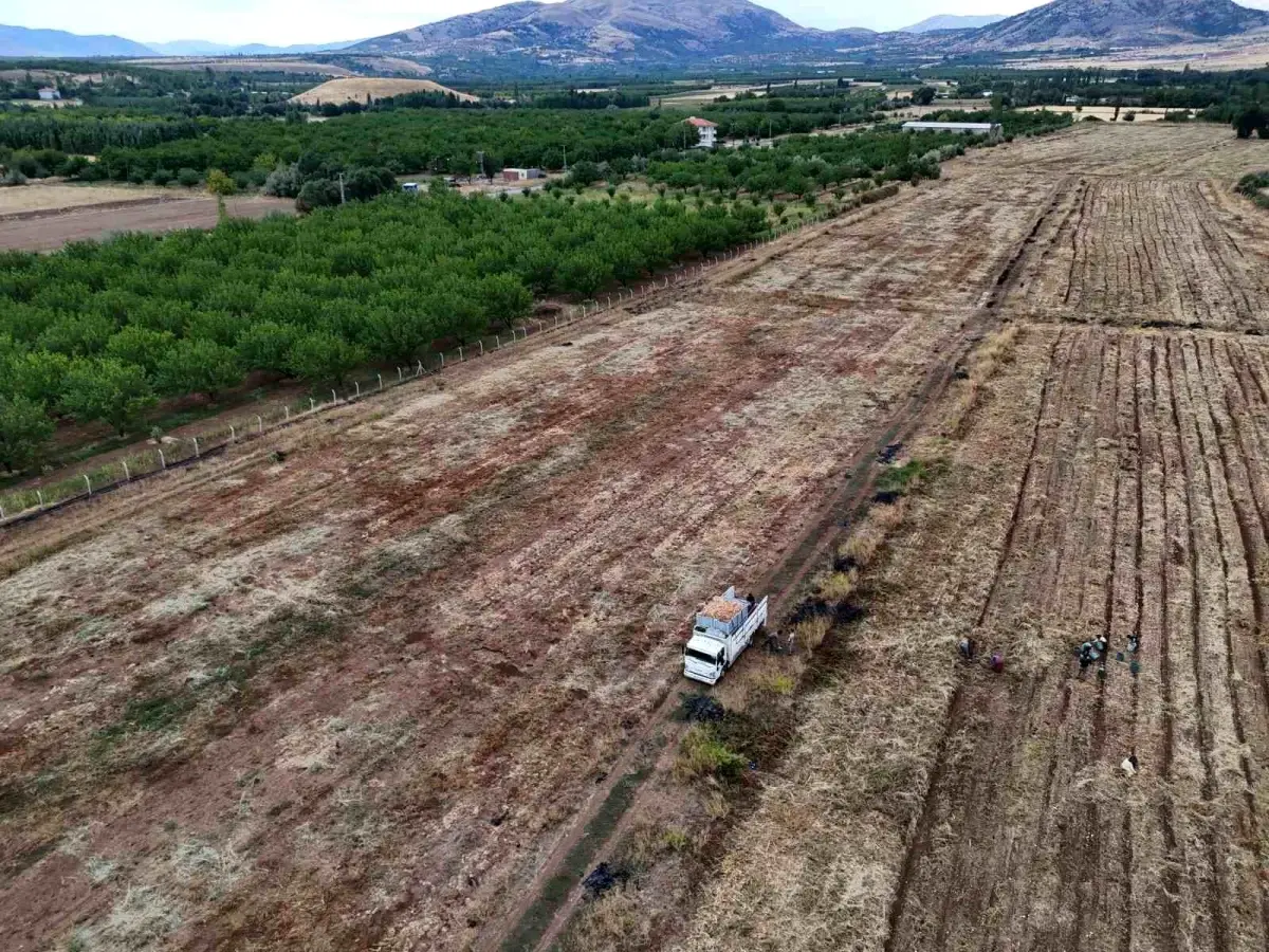 Malatya’da Soğan Hasadı Tamamlandı, Ürünler Avrupa’ya İhraç Edilecek