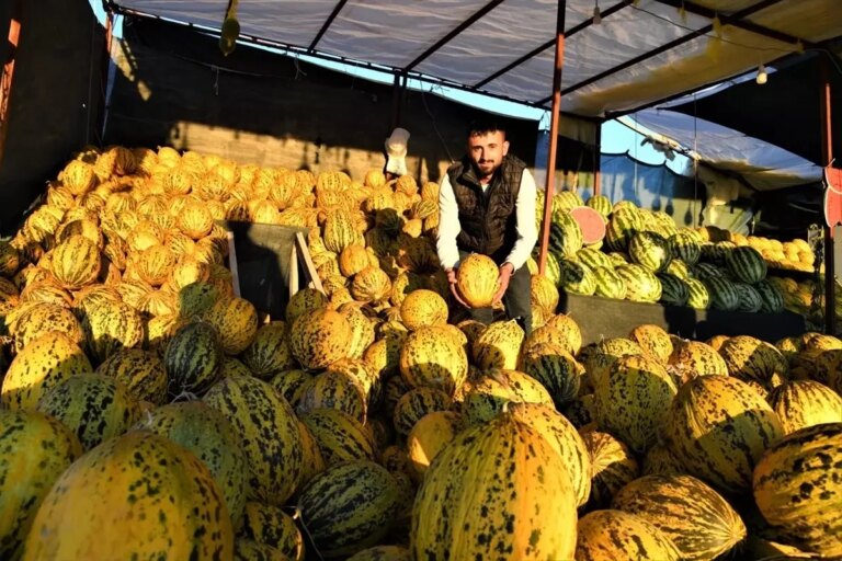 Arguvan’ın Narmikan Kavunu Tezgahlarda